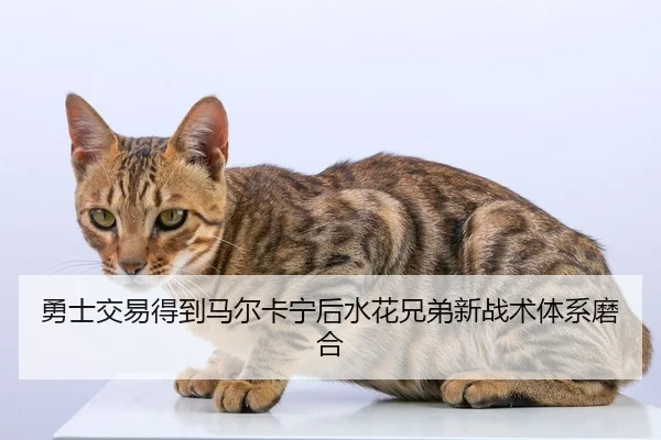 勇士交易得到马尔卡宁后水花兄弟新战术体系磨合
